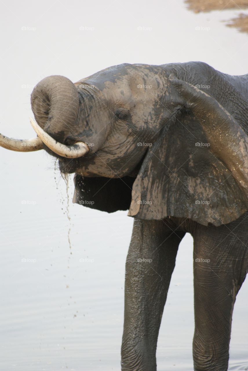 Elephant drinking water 
