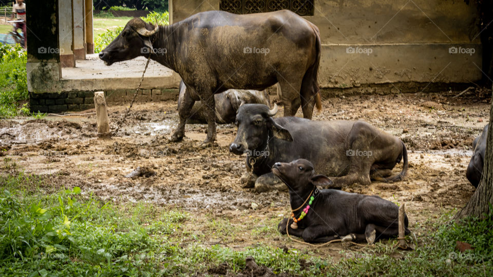 Buffaloes relaxing in mud