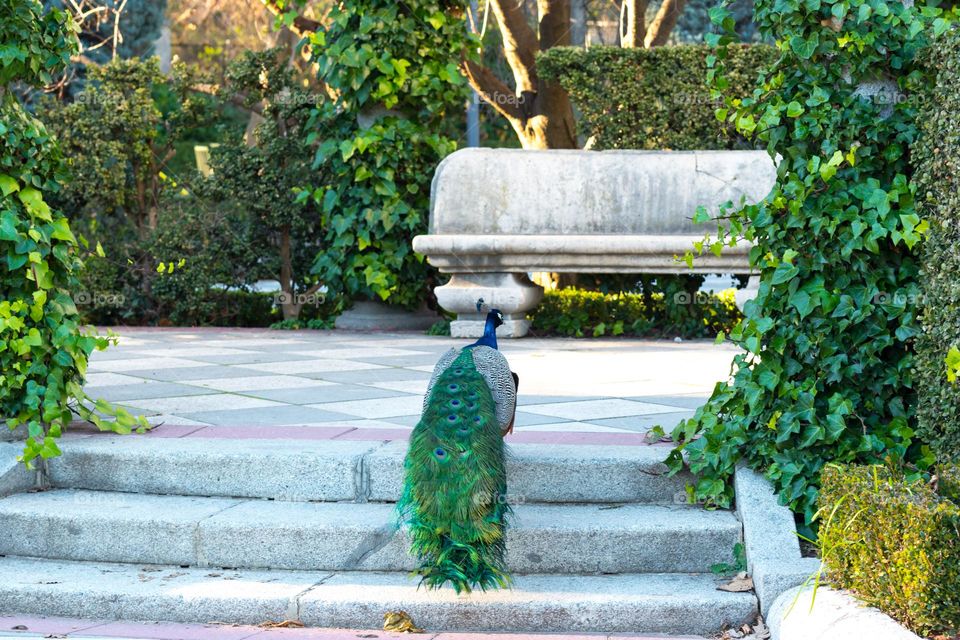 Elegant and colourful peafowl at a romantic garden.
