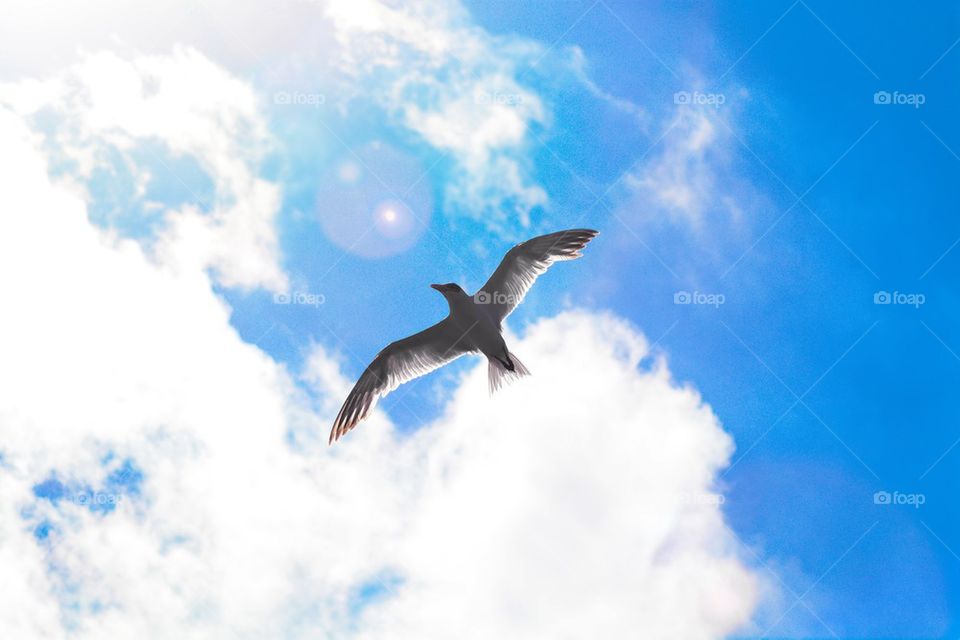 Seagull and clouds 