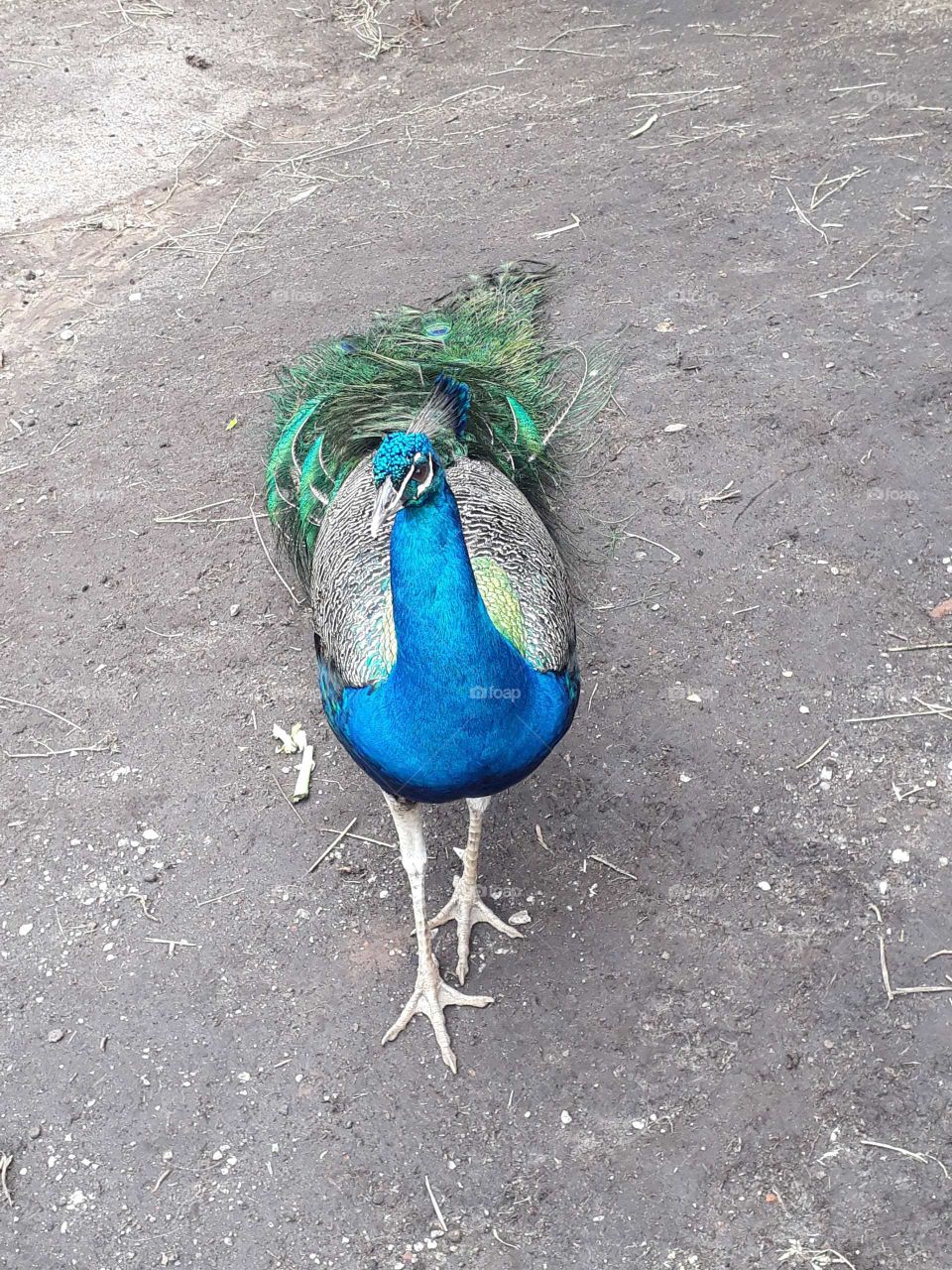 Bird, Feather, Nature, Animal, Peacock