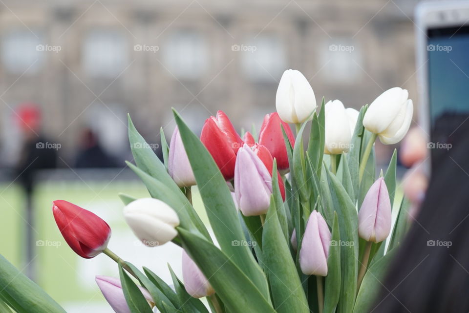 Tulips in Amsterdam