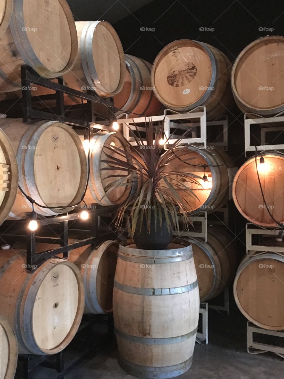 Wine barrels 