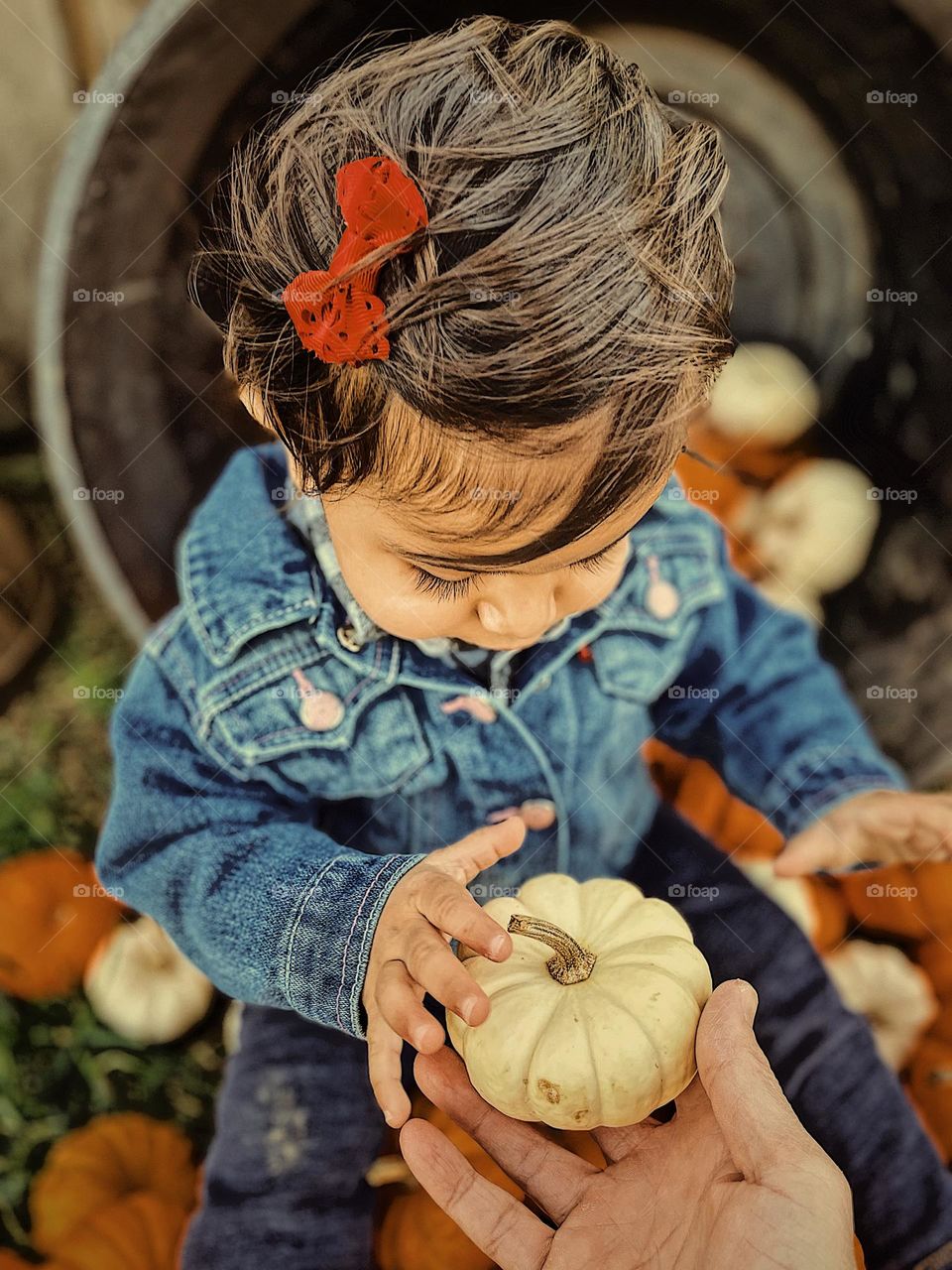 Mother handing baby girl a baby pumpkin, baby explores a pumpkin patch, baby girl in a pumpkin patch, sitting on a pile of pumpkins, exploring with mommy, pumpkins on a pile with a baby girl 