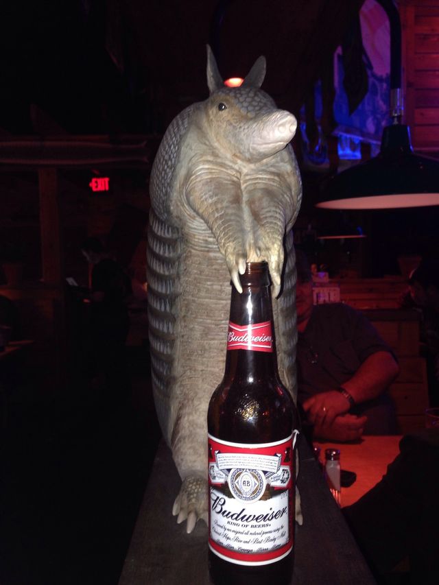 Armadillo