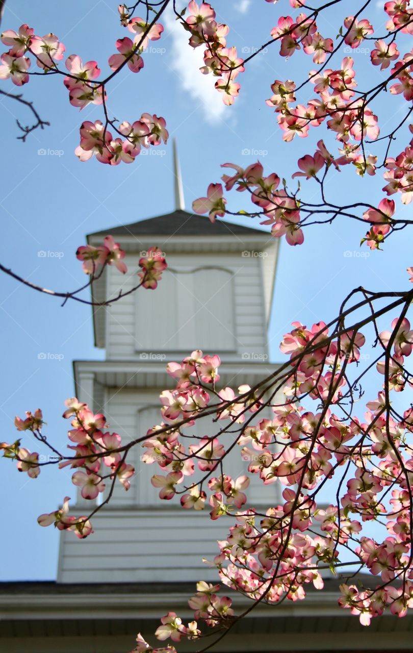 Pink Blooms and the Church 
