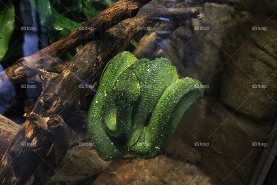 Soaking Snake. A snake at the zoo.