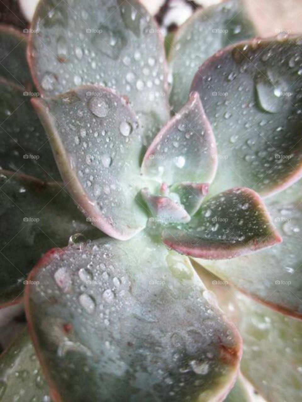 raindrops on succulent