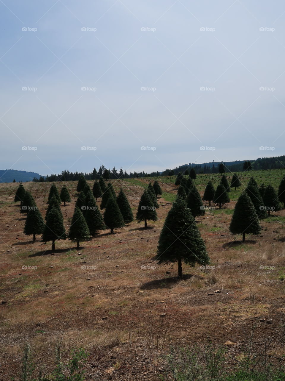 Perfectly shaped trees growing on a hill at a Christmas Tree Farm in Western Oregon during the spring. 