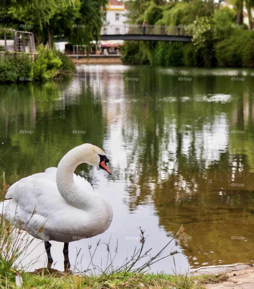 A swan stands of the banks of the Rio Nabão in Tomar, Portugal 