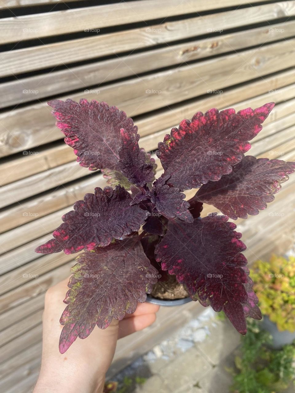 Roaring fire again😍