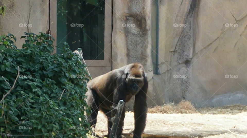 Just beast, just chimpanzee
