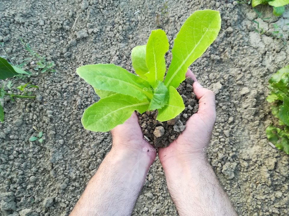 man holds a seedling in his hand