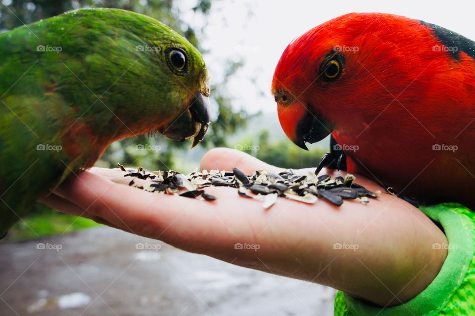 #food #birds
