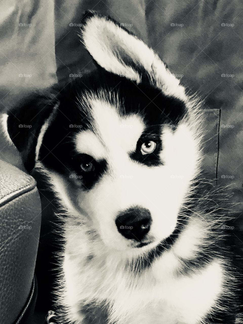 Husky puppy mikio