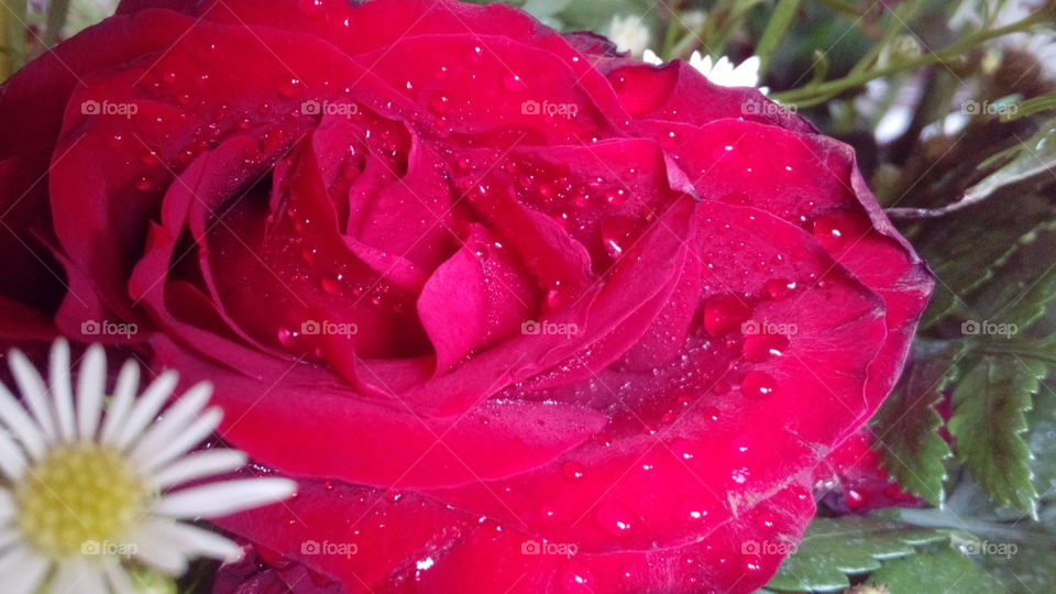 Red Rose with Water Droplet