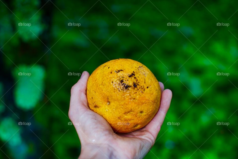 Holding an Orange