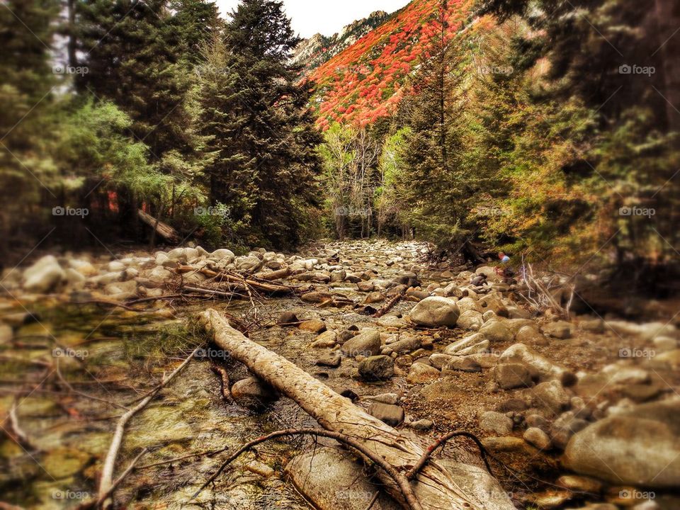 View of a stream