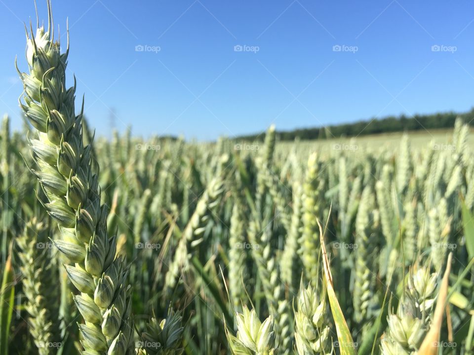 The wheat fields surrounding my village.