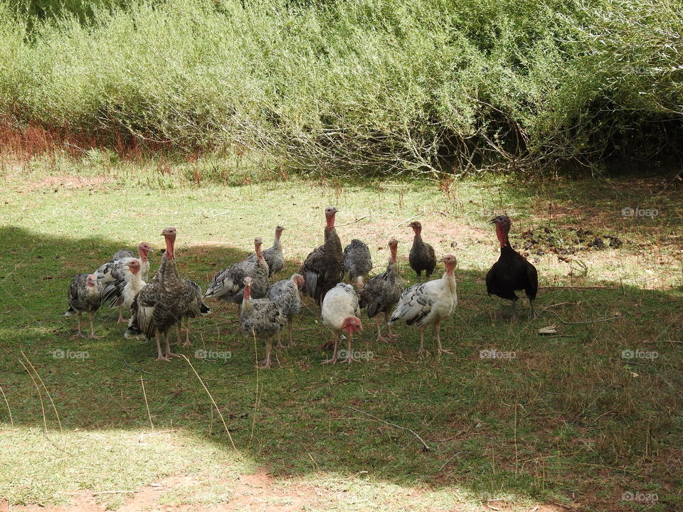 Bird, Poultry, Animal, Farm, Grass