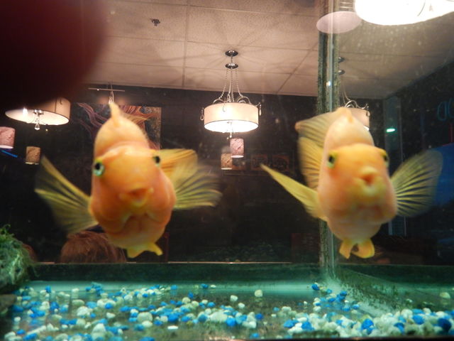 Fishes watching over me. Fish in a restaurant check those lips!