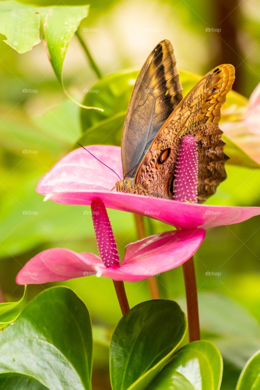 Butterfly on pink flower 🌸