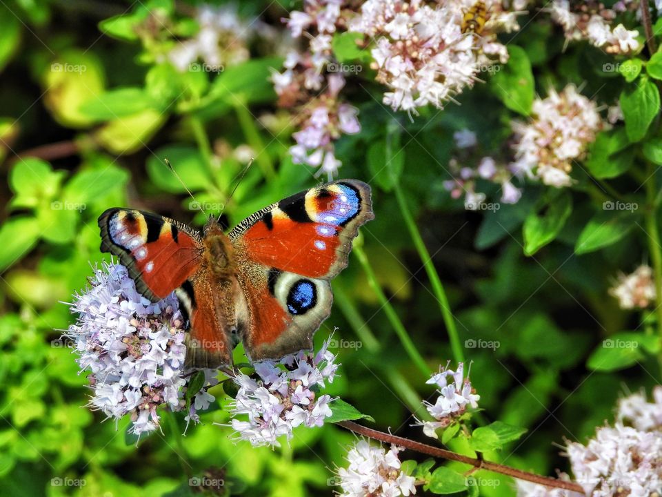 in garden