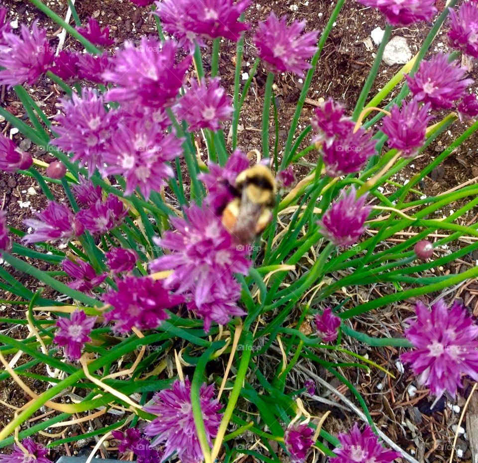 Bumblebee working . Bumblebee pollinating flowers 