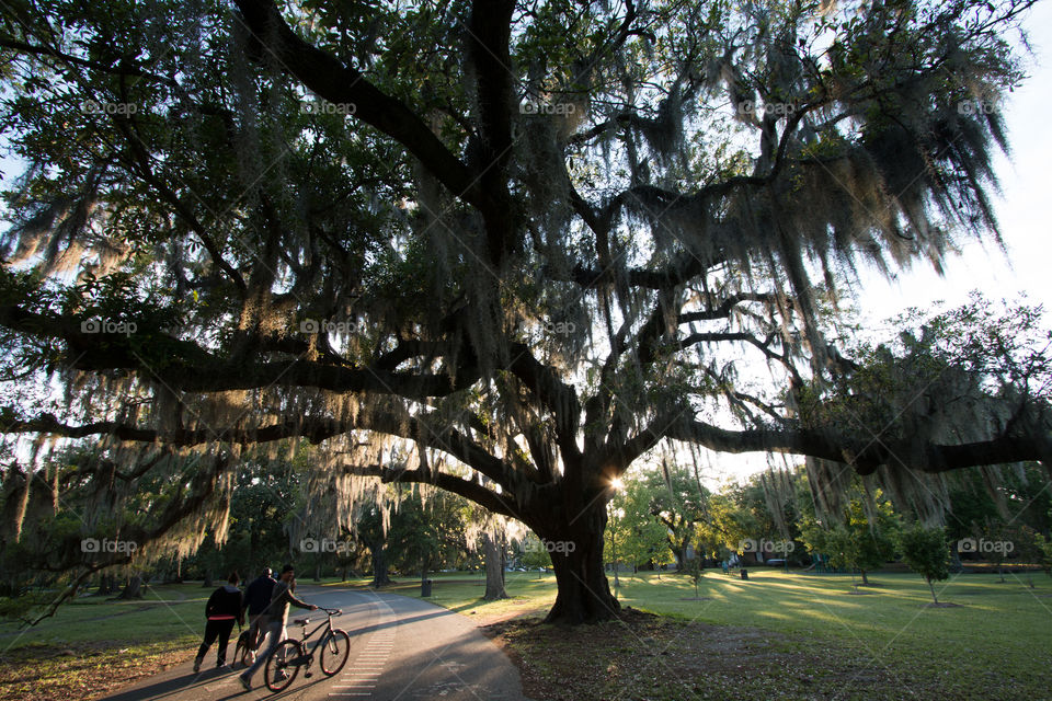 Tree, No Person, Park, Nature, Outdoors