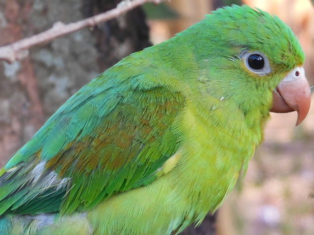 parrot
