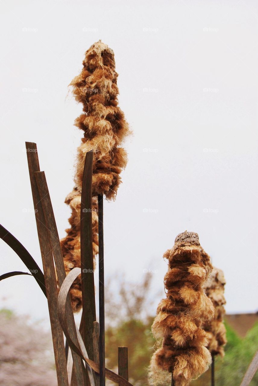 Cat tail seed pods
