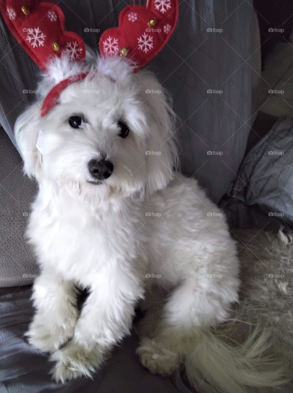 Bichon , maltese , white , hair , comics , dos , puppy