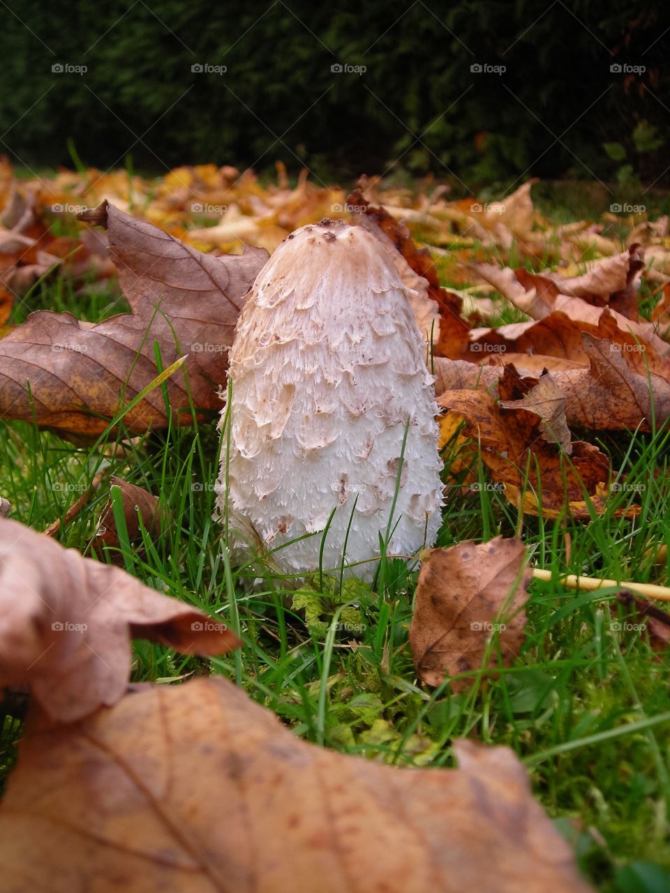 Shaggy Ink Cap