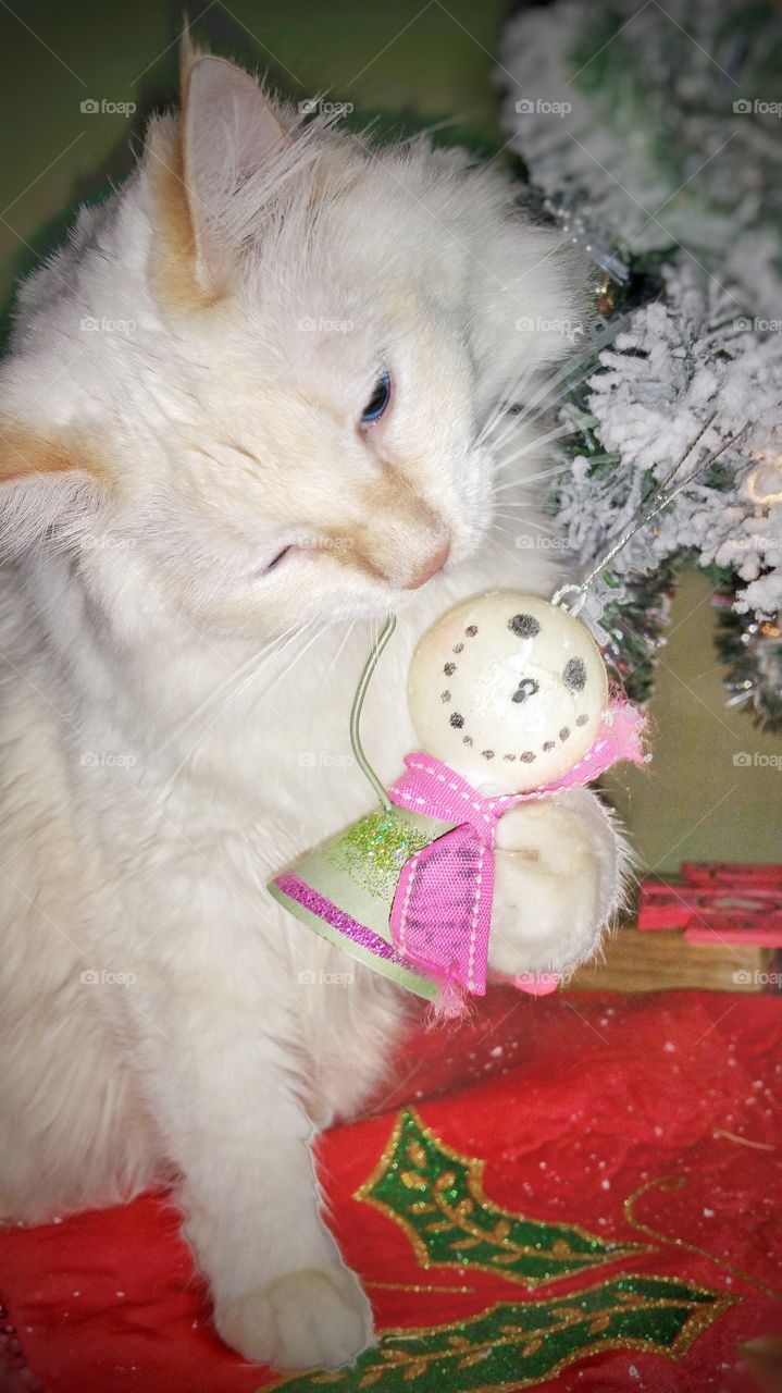 white cat playing with Christmas tree decoration under tree