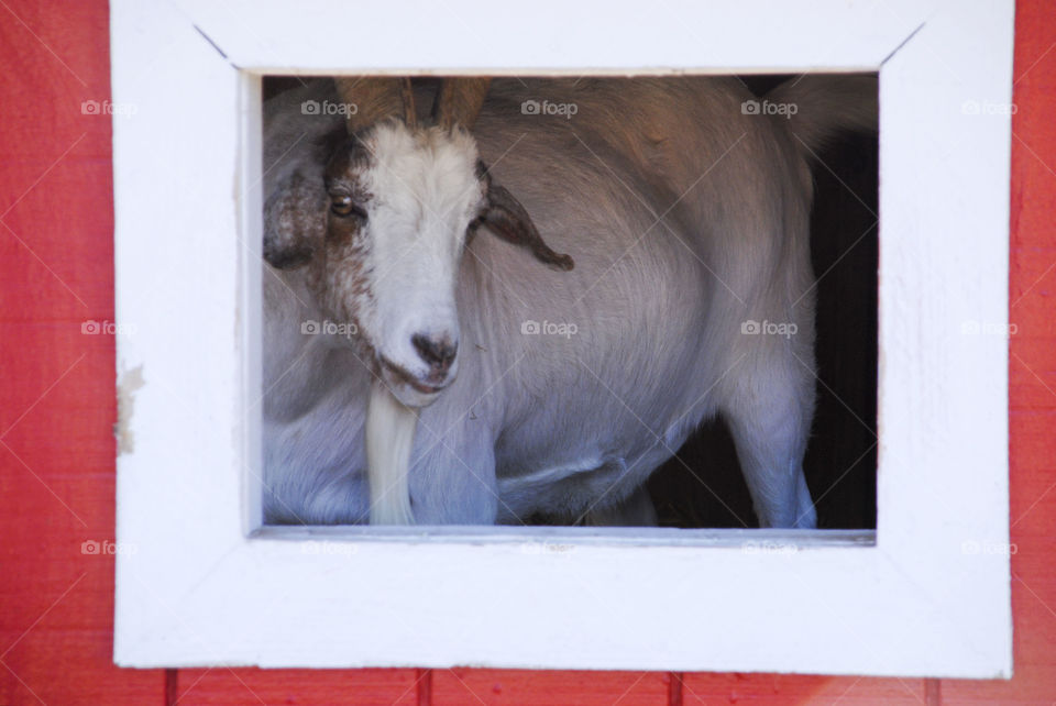 Goat in a Window 