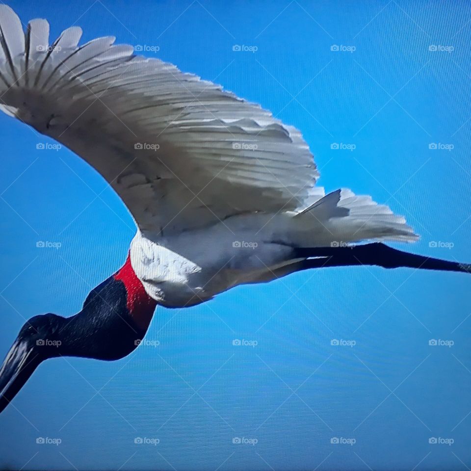 bird of the Brazilian Amazon original name tui flying free in the blue sky of the Brazilian Amazon