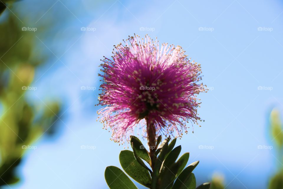 Pink flower closeup 