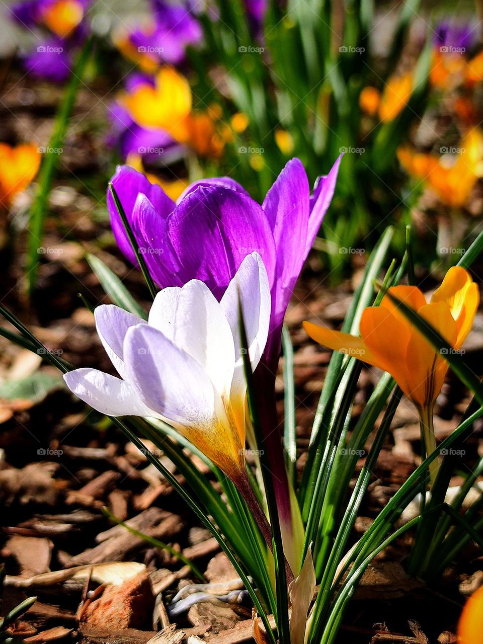 View from the ground.  Crocuses: white, purple and yellow