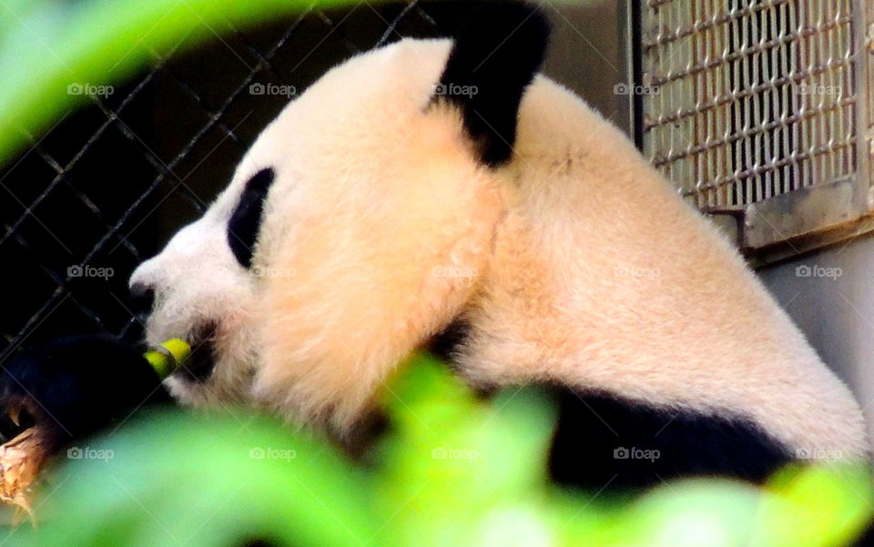 Panda. DC Zoo. 
