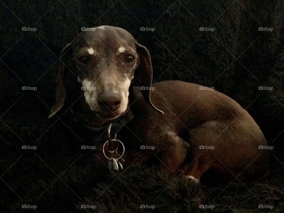 Daisy’s favorite place to be is in every fuzzy and soft blanket she could find at home. She feels at home really! 