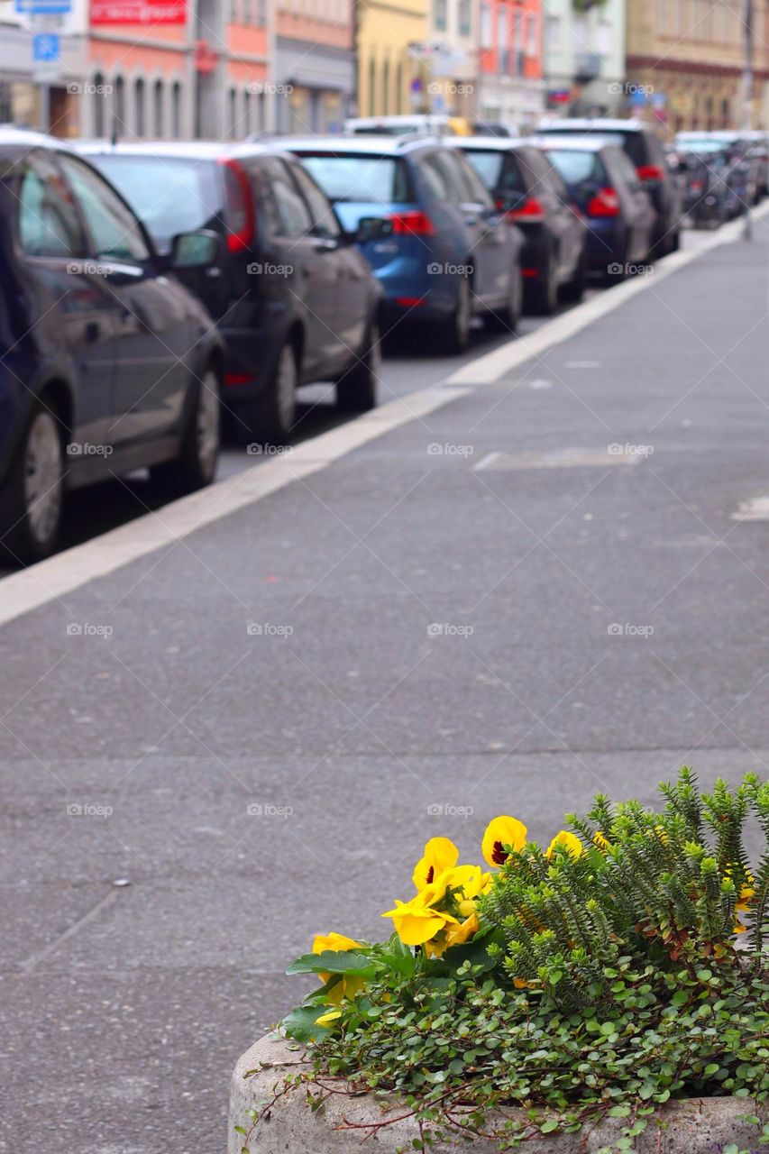 Stone trough planted with yellow pansies on a sidewalk in the city with parked cars in the background