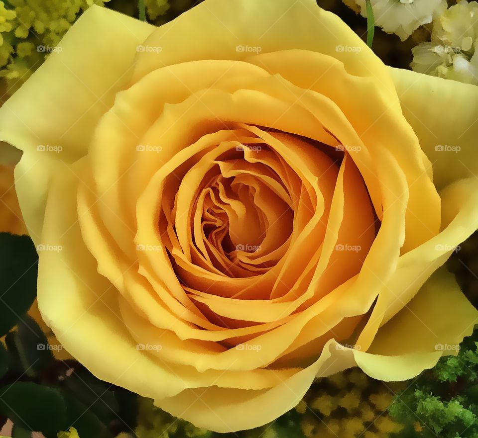 Close up of a big yellow rose bloom.