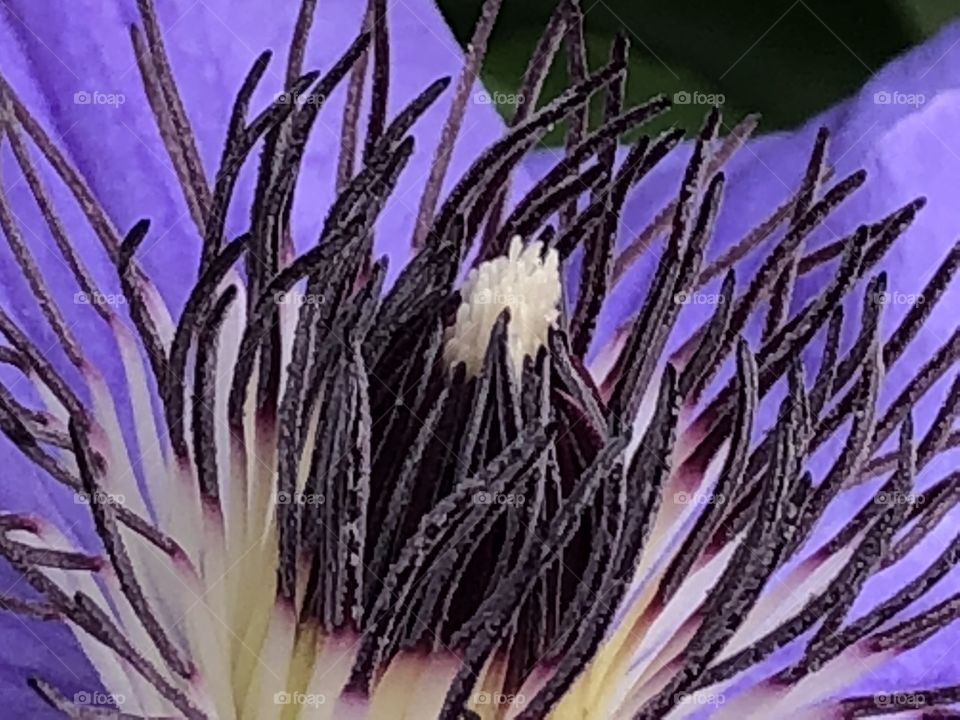 Clematis Closeup 