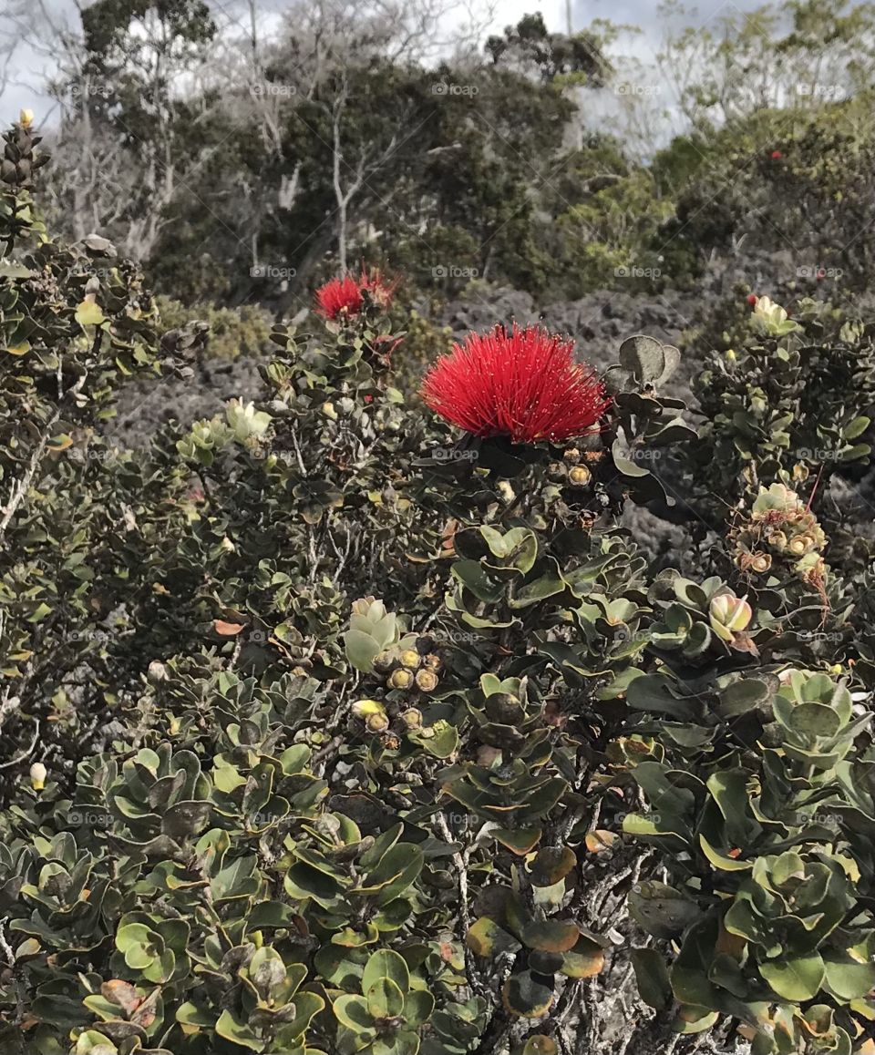 ‘Ōhia Lehua blossoms stand out from the dark lava rocks behind it. 