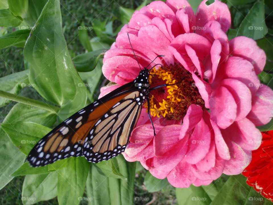 Monarch on pink flower. Majestic Monarch butterfly feeding on pink flower