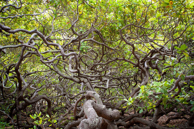 Cashew tree
