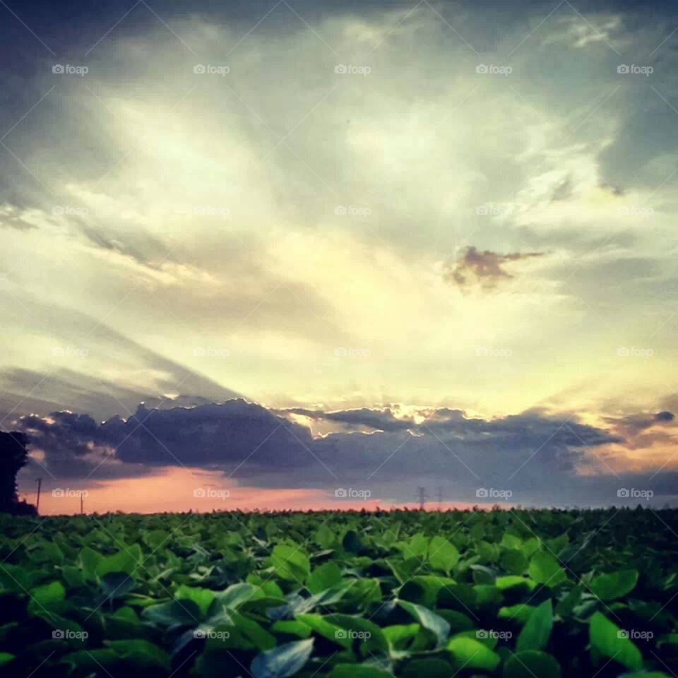 subsets over a soy feild