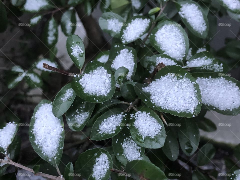 Snow making its presence felt and ushering in the winter. Flowers and plants break the monotony through their beautiful colors standing out.