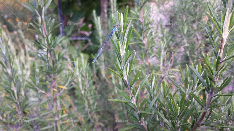blue dragonfly on rosemary