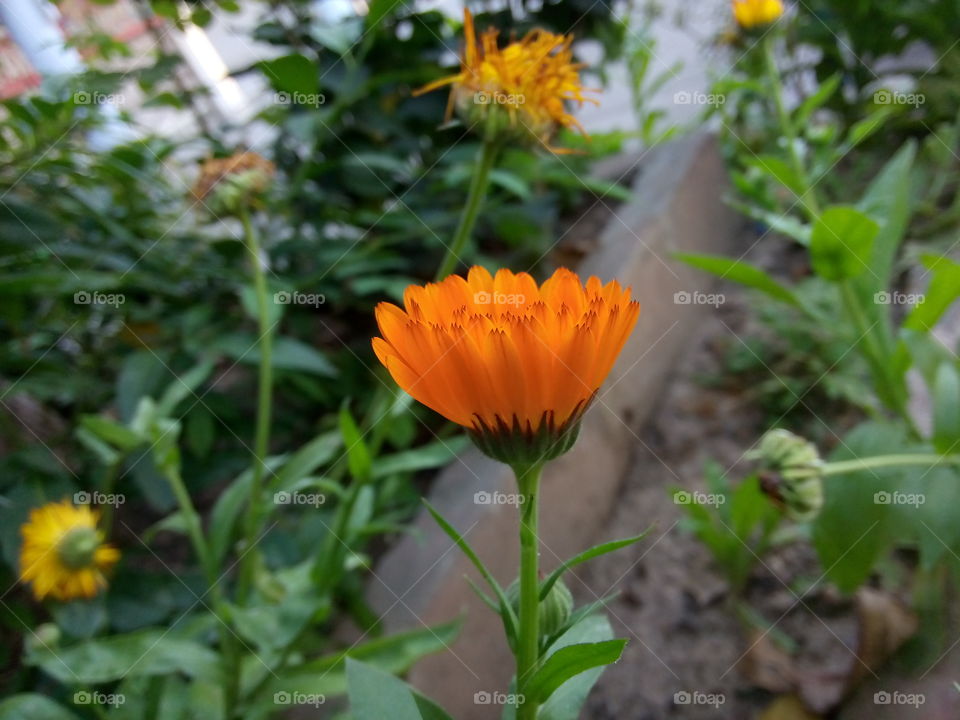 flower